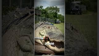 This Baby Gator Can Crush Bones With Its Bite! 