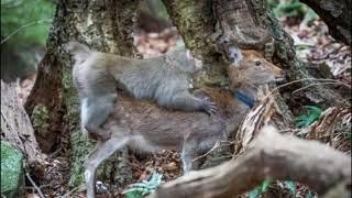 Дикие обезьяны стали массово насиловать японских оленей