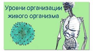 Уровни организации живого организма или человек-конструктор | Тело человека