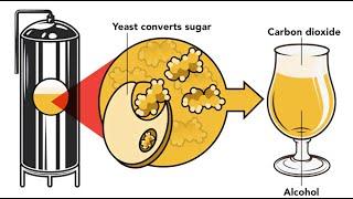 Fermentation and the Science of Biotechnology Behind It - 3 Minutes Microlearning