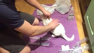 Укол или вливание кошке или коту в холку, если животное обезвожено. Dehydrated cat fluid injection;