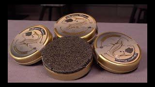Fish Invest Black Caviar Corporate Video