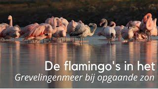 De flamingo's in het Grevelingenmeer bij opgaande zon #1353