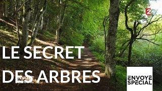 Envoyé spécial. Le secret des arbres - 26 octobre 2017 (France 2)