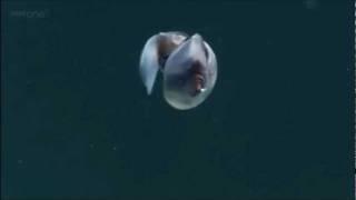 swimming snail.wmv