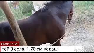 Той 3 сола.1.70 см.подписаться мекунем дустон!!