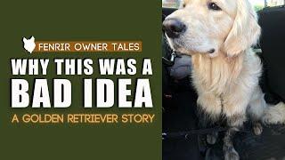 Why You SHOULD NOT get a GOLDEN RETRIEVER. Experience From An Owner