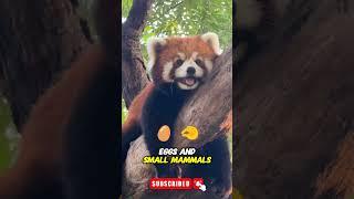 Red Panda: The Adorable Endangered Bamboo Eater  #Wildlife #Conservation #shorts