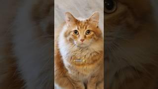 He's about to have an identity crisis  #animals #cat #cute #funny #pets #cutecat