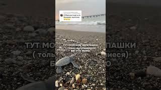 Морские черепахи в Мерсине #турция#caretta #черепахи