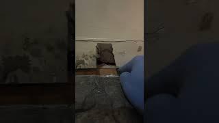 c'mon drywallers! #shorts #shortvideo #short #diy #renovation #drywall