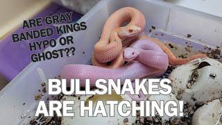 BULLSNAKES HATCHING! Patternless, blizzard, and more.