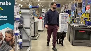 Working on Sonni’s Obedience in Public - Portuguese Water Dog Training