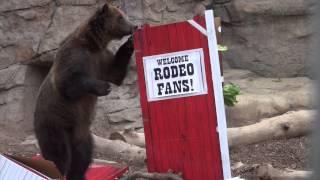 Grizzly Bears Get Some Enrichment