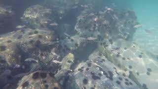 Snorkeling Family