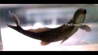 Freshwater Dolphin Fish Doing Tricks - Rarest Oddball Fish