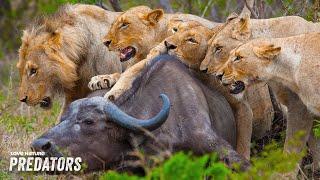 Lions Strike Wildebeest Herd in Ambush | Nomads of the Serengeti 101