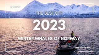 Winter Whales off Norway, The Best of Season 2023