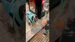 Como le explico?#milan #bulldog #dog #diegosmith #shortsviral