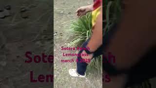 Sotera Ranch lemongrass # organic # supplier to any restaurant all over the earth  