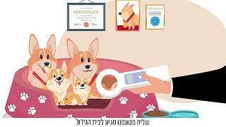 corgi cargo | המיתוג הדיגיטלי