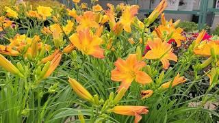 Hemerocallis Never Ending® Yellow Parfait (Daylily) // Easy to Grow, Heavy & LONG-BLOOMING Perennial