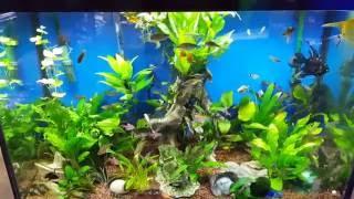 Peace of Mind_ freshwater aquarium