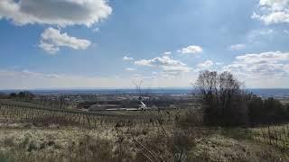 Stiftsweingut Heiligenkreuz Weinberge Wien Freigut Thallern Weingärten Wein Hotel