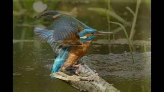 Vogelkijkhut  Eco-touristfarm De Biezen