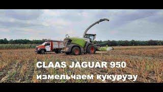 CLAAS JAGUAR 950 кукурузу на силос!