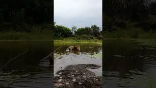 LION Charges from Water | The Lion Whisperer