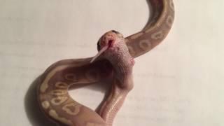 MOUSE ALIVE as it MOVES DOWN THE THROAT!  Ball Python Eats a Live Mouse.  Live Feeding Video