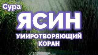 ОЧЕНЬ КРАСИВОЕ ЧТЕНИЕ СУРЫ ЯСИН, ЧИТАЕТ ОМАР ХИШАМ, КОРАН ПОД ЗВУКИ ДОЖДЯ