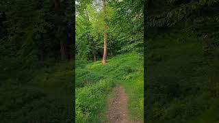 Magical Forest View | Peaceful Nature Scene | Explore Nature with Fayza Naz #faisalhills
