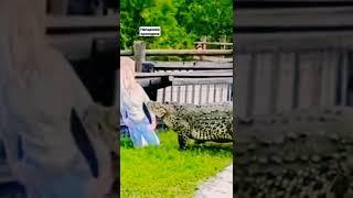 Нападение крокодила