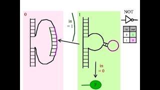 How do I build a NOT gate in a biological arithmetic logic unit?