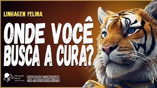 Contato FELINO - HIPNOSE REGRESSIVA - A busca da CURA a qualquer CUSTO #608 #cassyahfaria