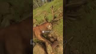 Gold Red Deer Water Feeding Kill  #thehuntercotw  #gaming #virtualhunting #thehuntercallofthewild