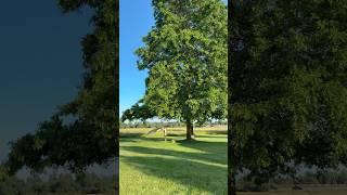 Starting a painting inspired by our backyard Oak Tree 