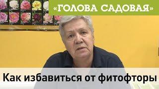 Голова садовая - Как избавиться от фитофторы