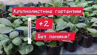 Крупнолистные гортензии! +2 не паникуем, заносим в прохладное помещение, спокойно спим! 