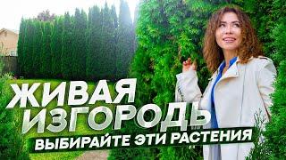 ЖИВАЯ ОГРАДА из ХВОЙНЫХ. Как вырастить мощный зеленый забор