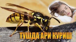 Туш табирлари - Тушда ари куриш