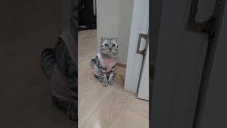 Melisa️️️#shortvideo #cat #pets #shorts
