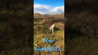 Alaskan Malamute for a walk