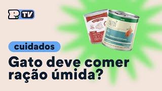 Quais os benefícios da ração úmida para gatos? | Petz TV Cuidados