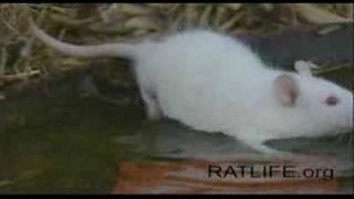 Ratlife 01 - from ratlife.org