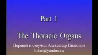 Анатомия сердца и легких. Видеоатлас Акланда. Фильм 6, часть 1. Массаж и Мануальная терапия