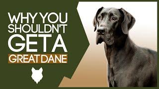 GREAT DANE! 5 Reasons you SHOULD NOT GET A Great Dane Puppy!