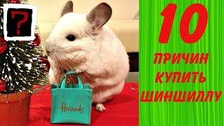 10 ПРИЧИН КУПИТЬ ШИНШИЛЛУ!- Интересные факты!